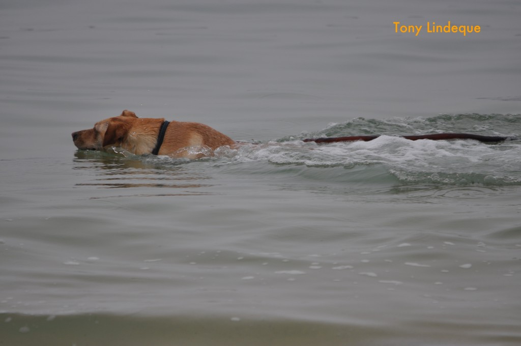 Swimming back out to sea