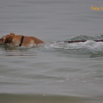 Swimming back out to sea