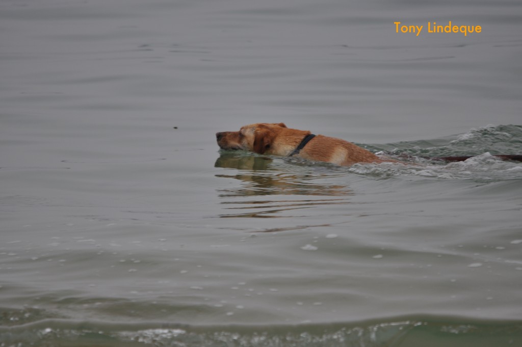 Focused on swimming