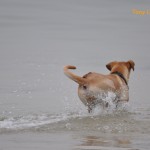 Racing back into the water