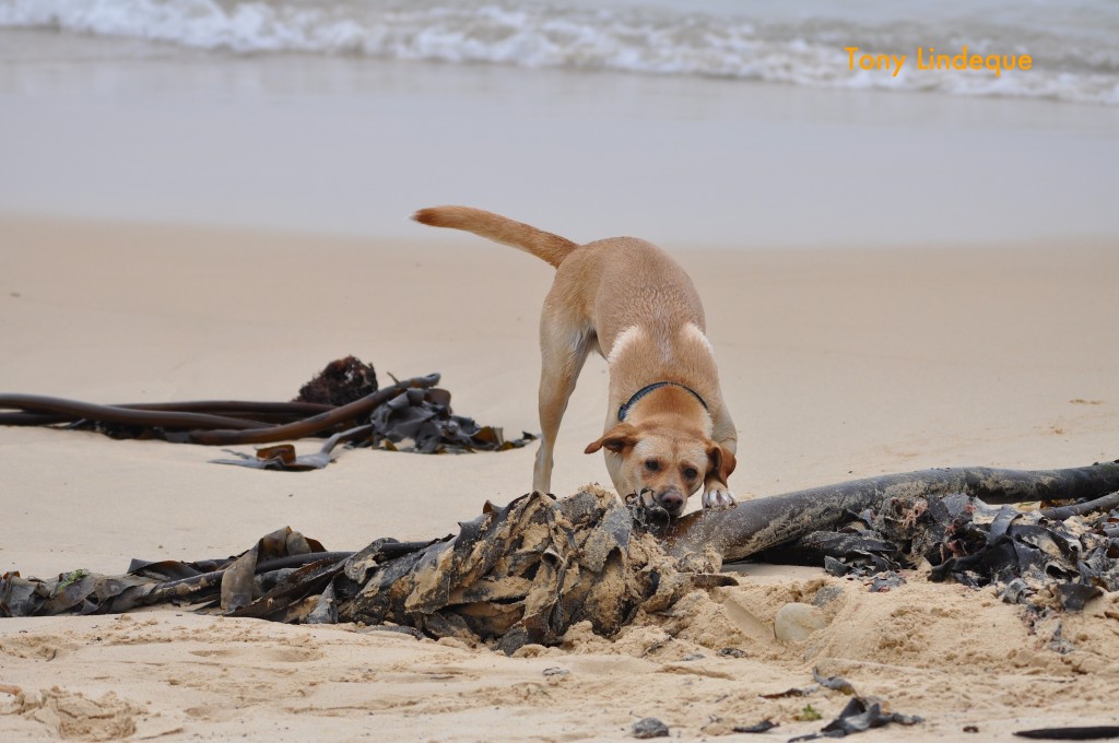 The kelp on the beach also warrants attention