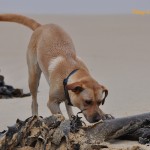 Sniffing out the right piece of kelp