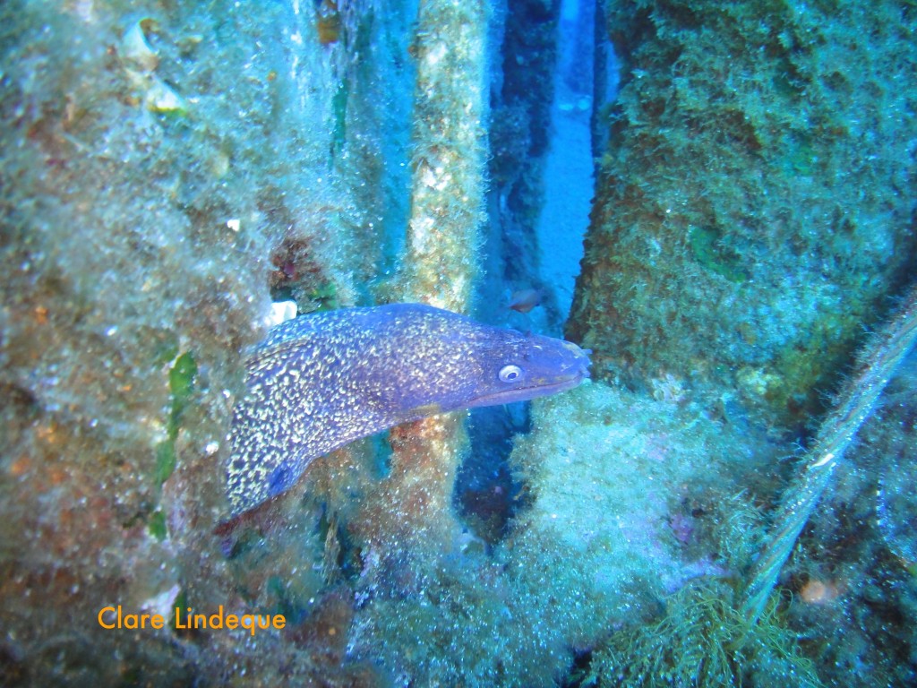 Moray eel (Muraena helena)