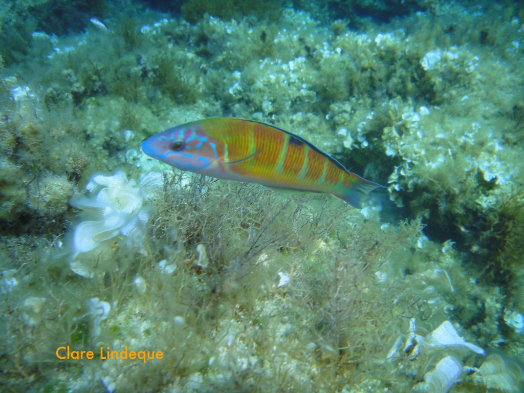 Ornate wrasse (Thalasoma parvo)