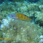 Ornate wrasse (Thalasoma parvo)