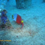 Parrot fish (Sparisoma cretense)