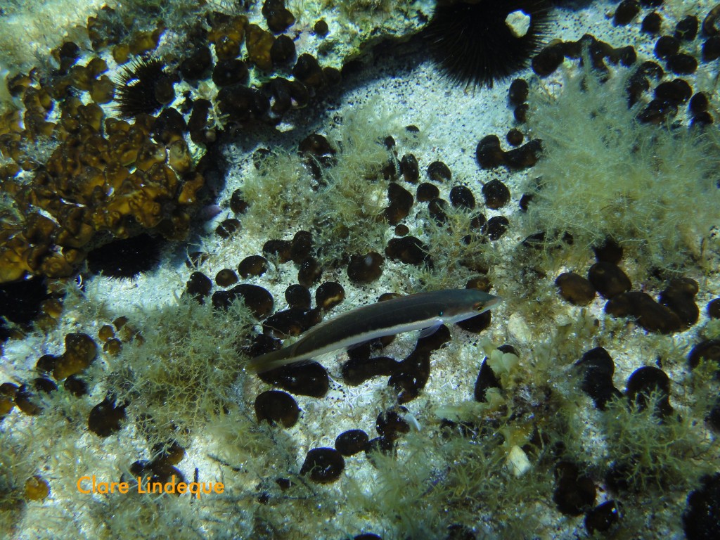 Rainbow wrasse (Coris julis)