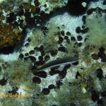 Rainbow wrasse (Coris julis)