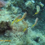 Red mullet (Mullus surmuletus)