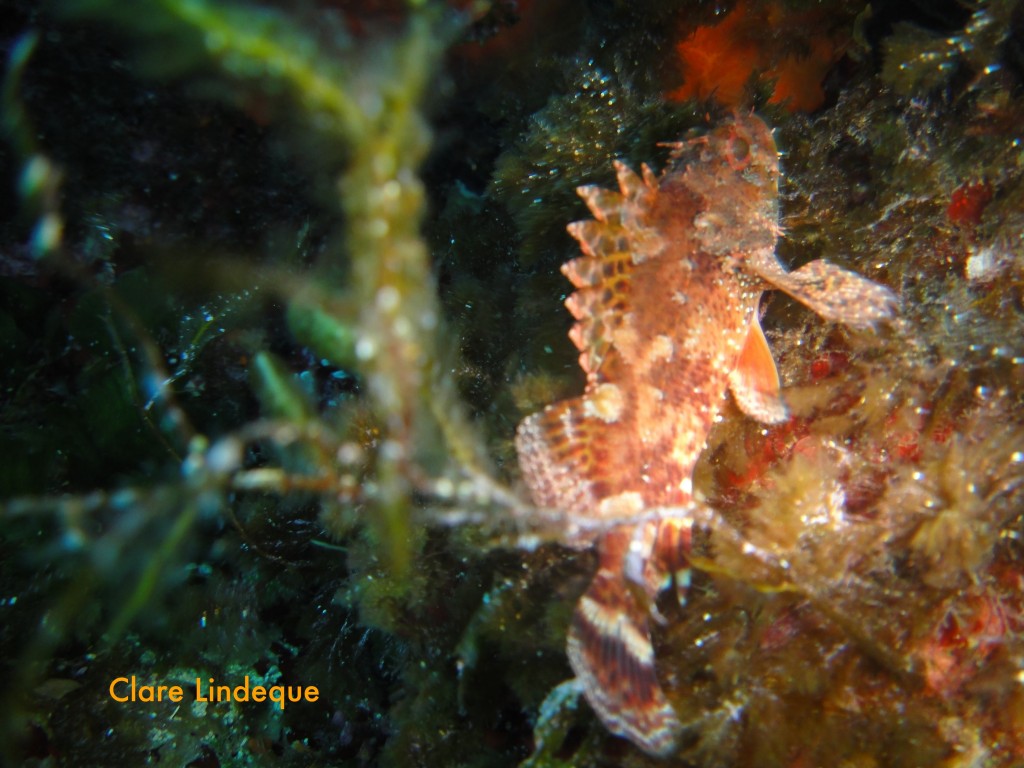 Red scorpion fish (Scorpaena scrofa)