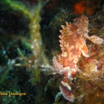 Red scorpion fish (Scorpaena scrofa)