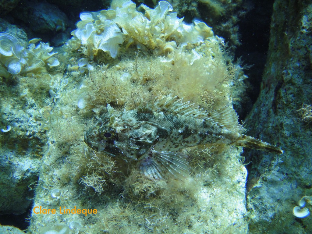 Tompot blenny (Parablennius gattorugine)