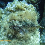 Tompot blenny (Parablennius gattorugine)