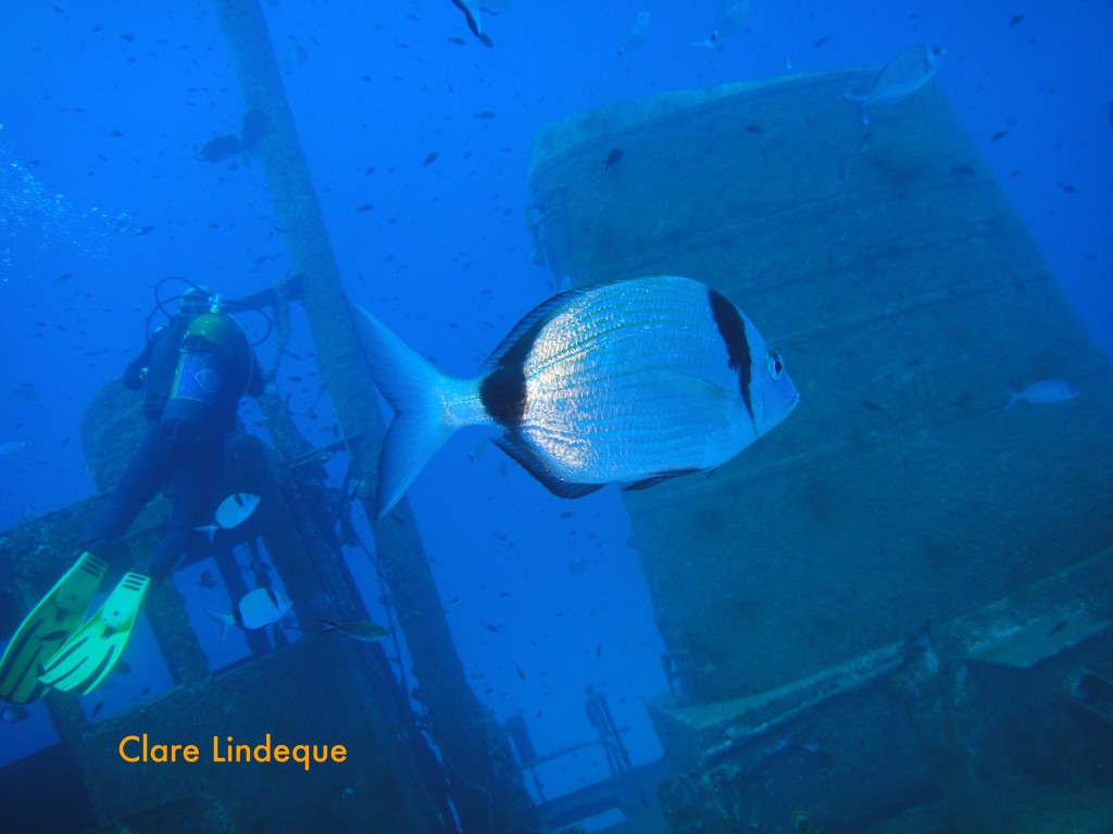 Two banded sea bream (Diplodus vulgaris)