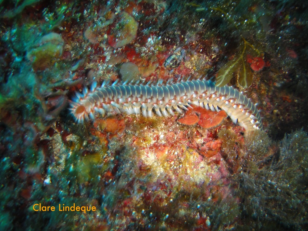 A fireworm inside the tunnel