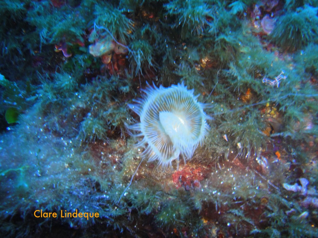 A white tufted wom (Protula tubularia)