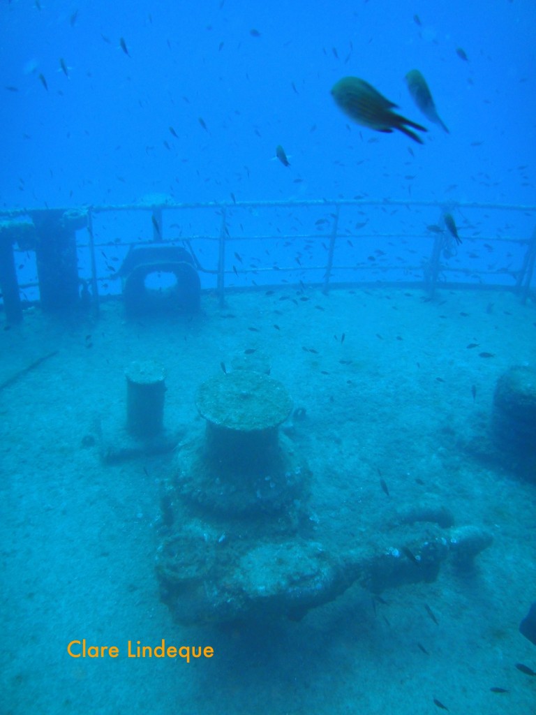 Damselfish on deck