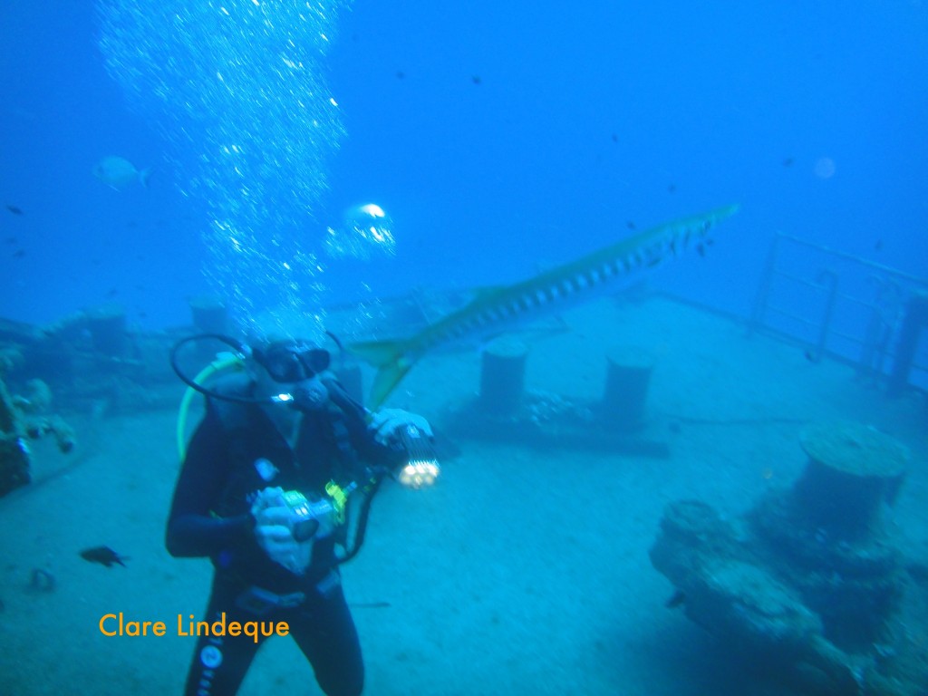 Tony observes a barracuda near the bow of the Um El Faroud