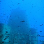 Damselfish in front of the funnel