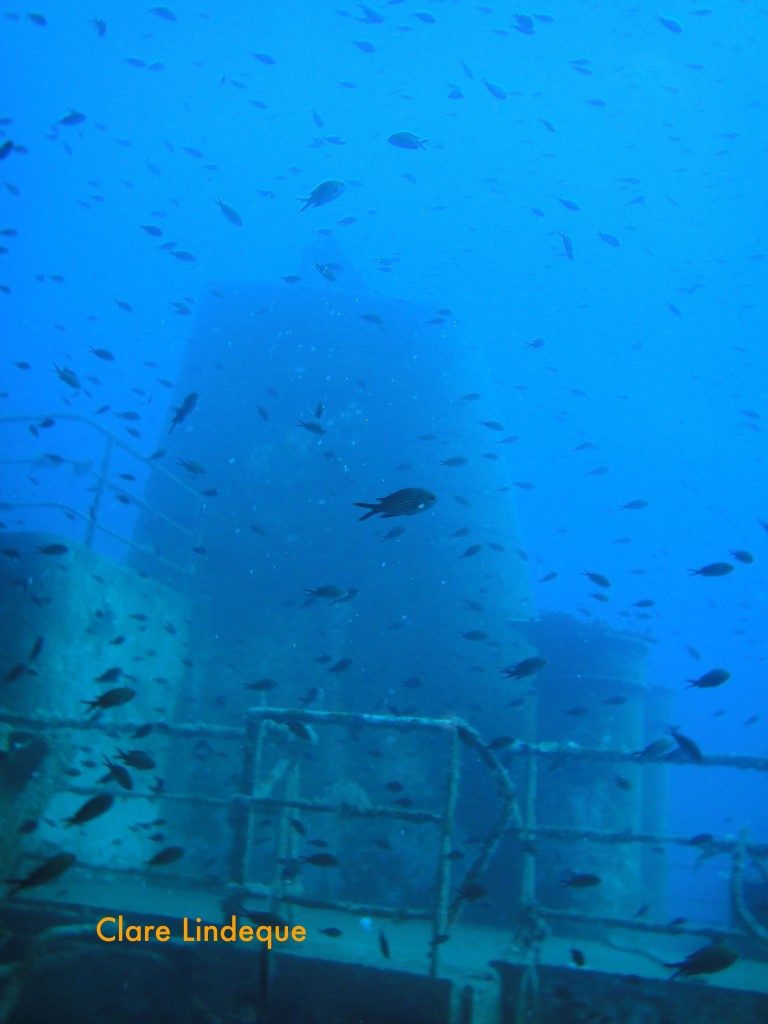 Damselfish in front of the funnel