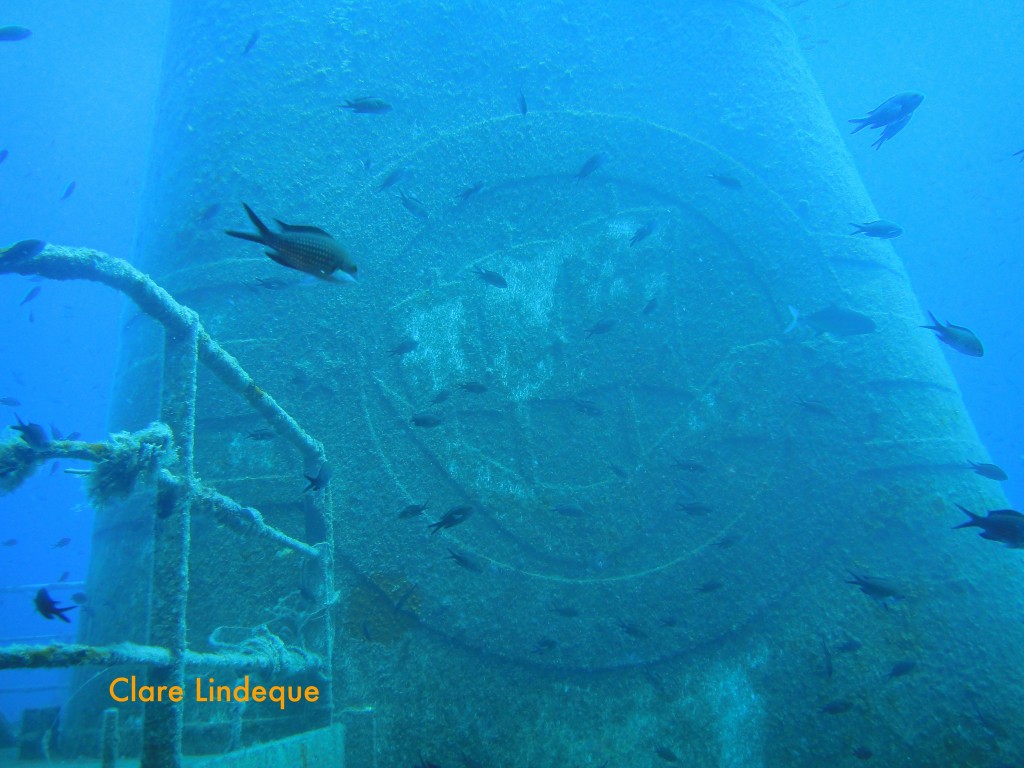 Damselfish in front of the funnel