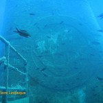 Damselfish in front of the funnel