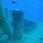 Damselfish swarm above a hatch