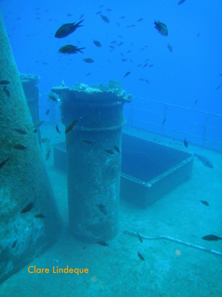 Damselfish swarm above a hatch