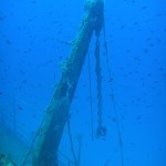 Crane and damselfish