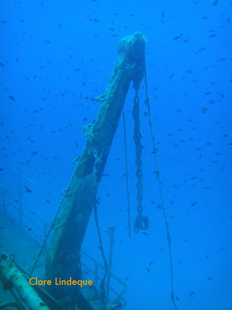 Crane and damselfish