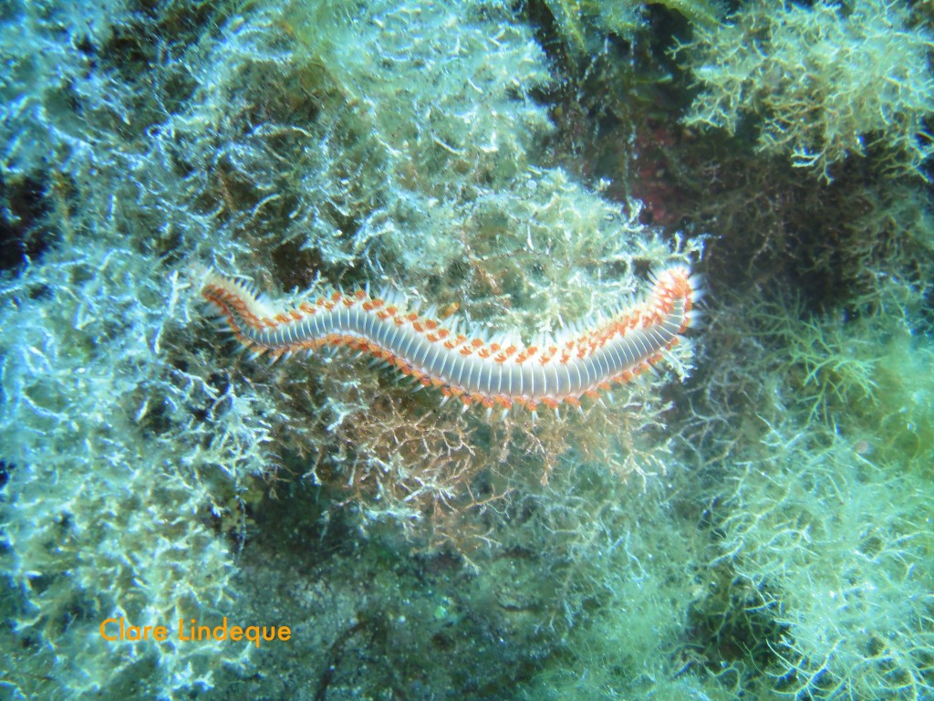 A fireworm in the shallows