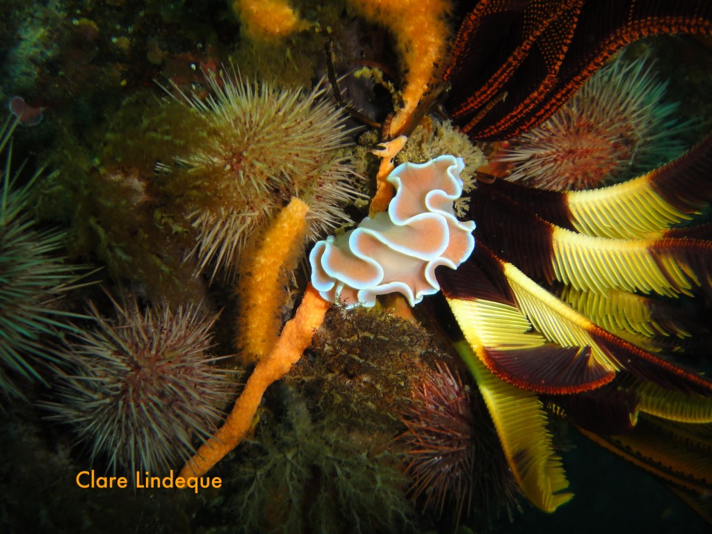 Frilled nudibranch