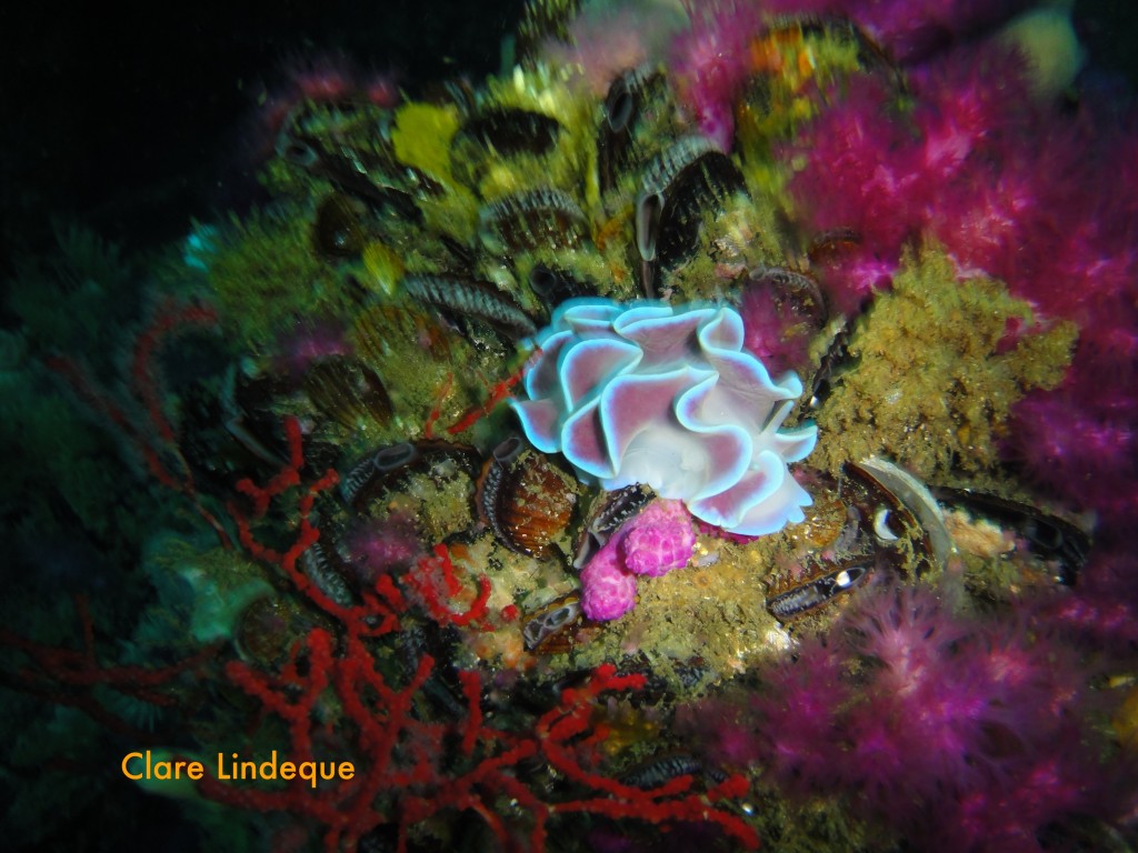 Frilled nudibranch