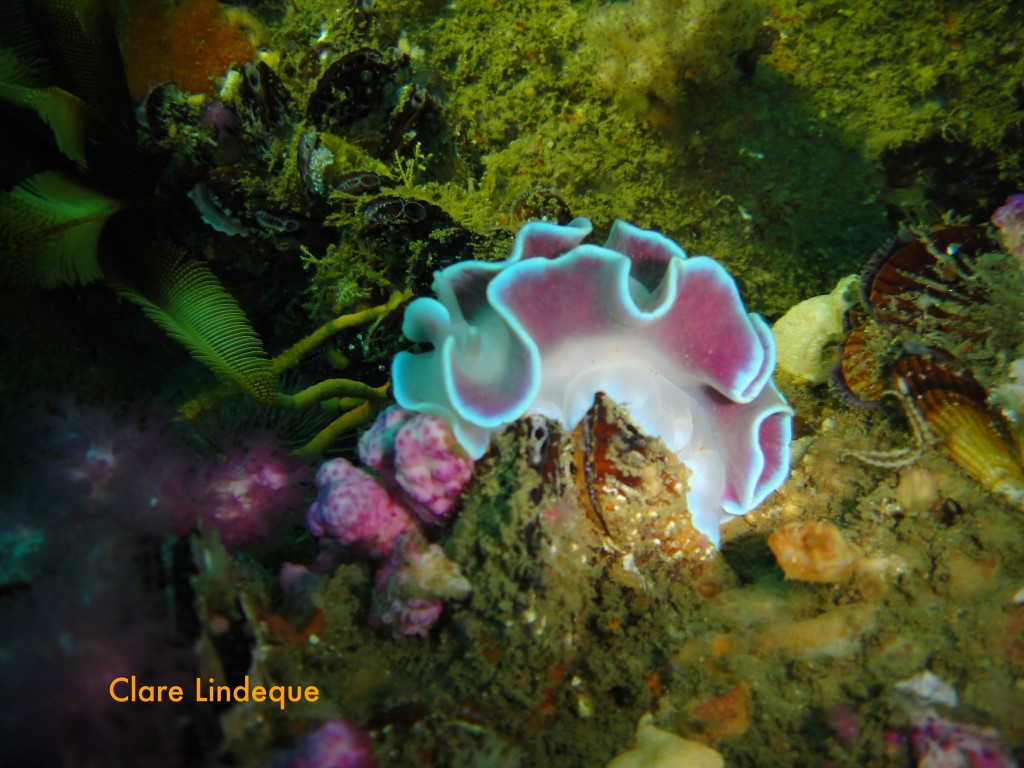 Frilled nudibranch on the Orotava