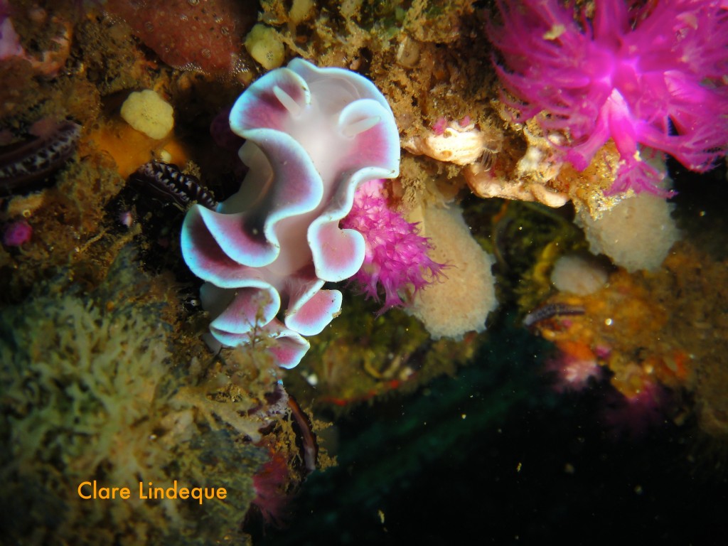 Frilled nudibranch