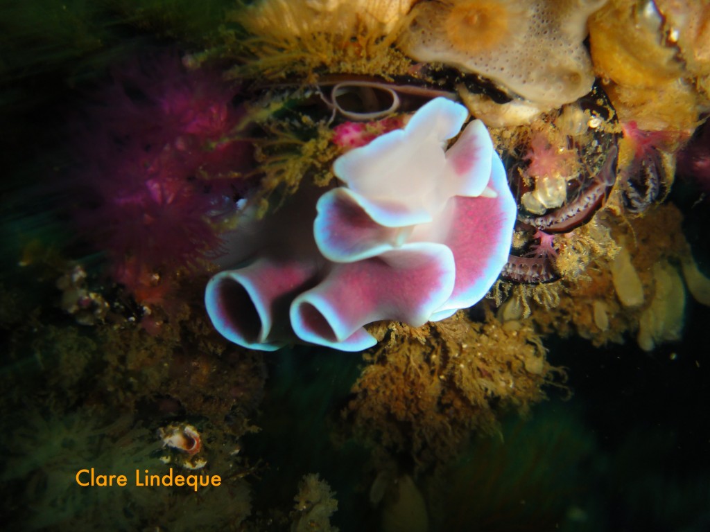 Frilled nudibranch