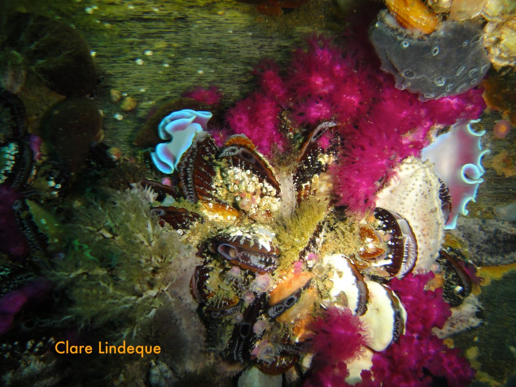 Two frilled nudibranchs on some mussels