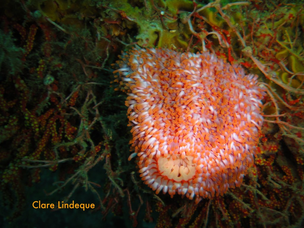 Walking anemone