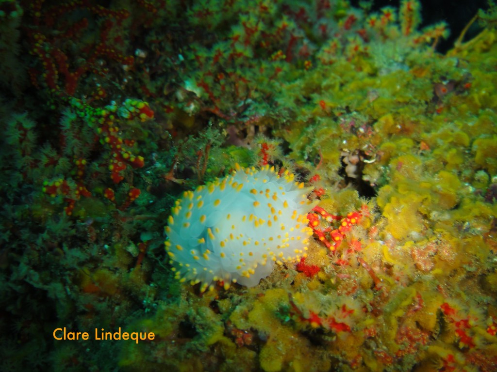 Orange gas flame nudibranch