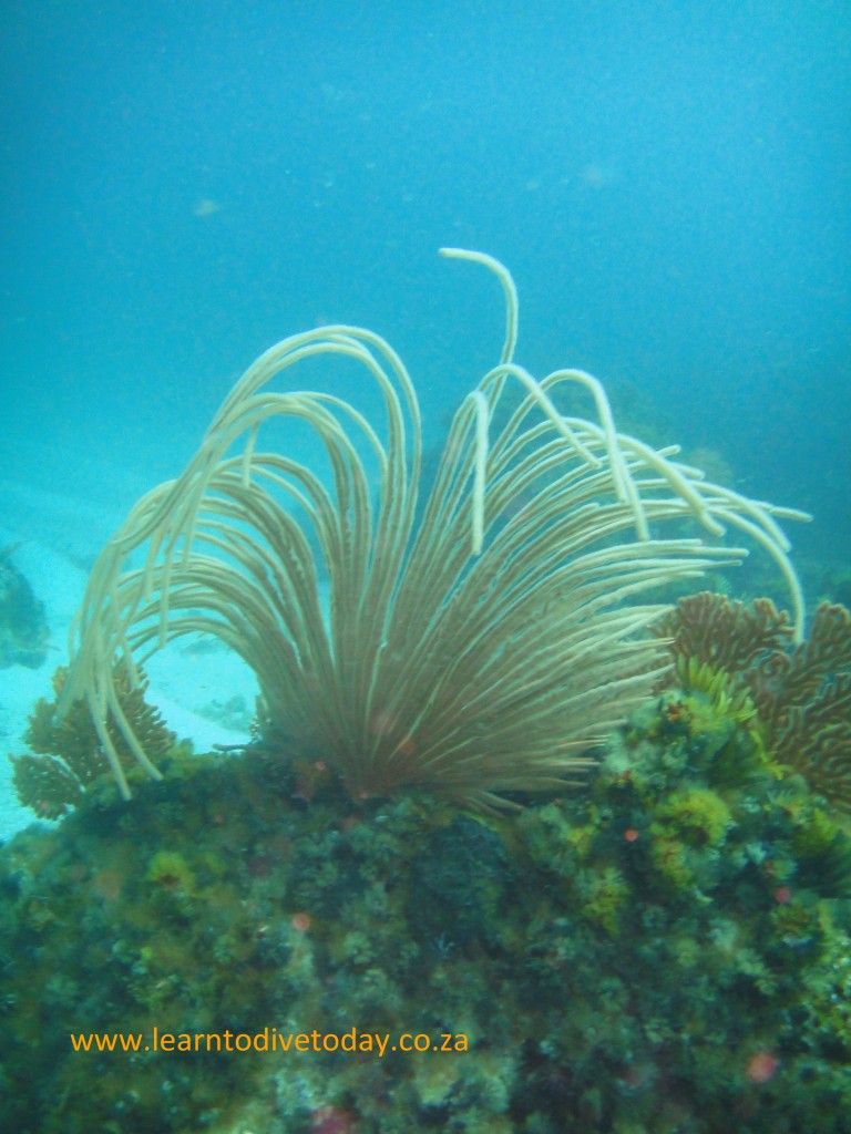 Flagellar sea fan