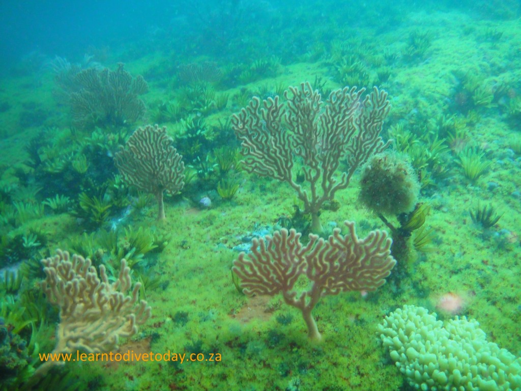 Sea fans stand like small outcrops of trees over the reef