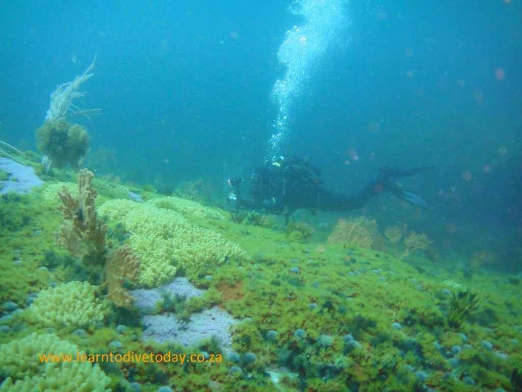 Tony swims over the rocky bottom