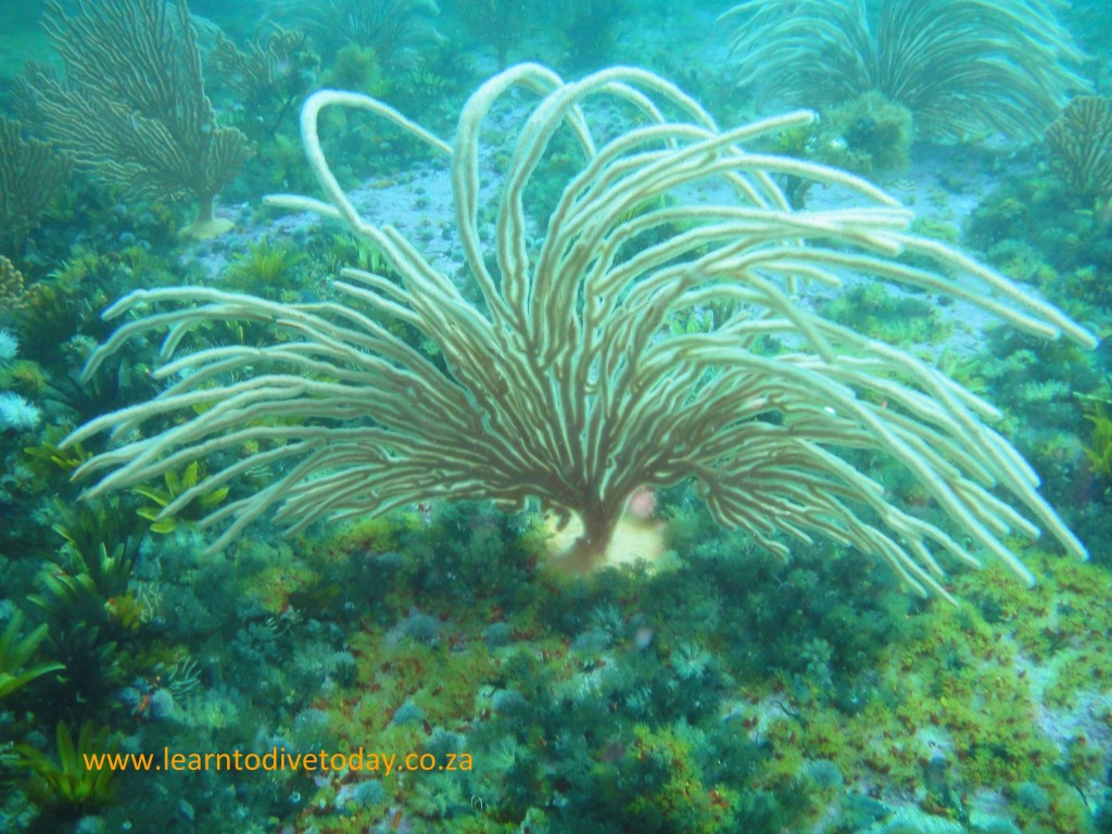 A flagellar sea fan swaying in the surge