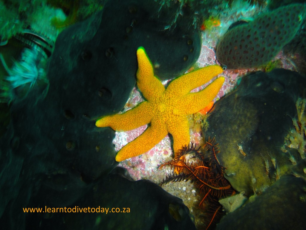 A six-legged granular sea star