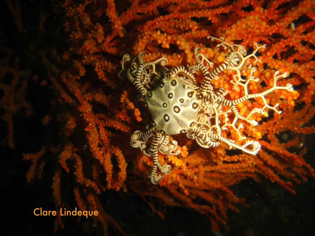 Tiny basket star on a sea fan