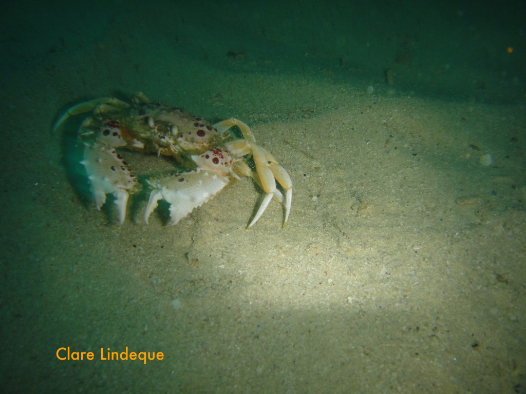 A masked crab evades my flash on the sand