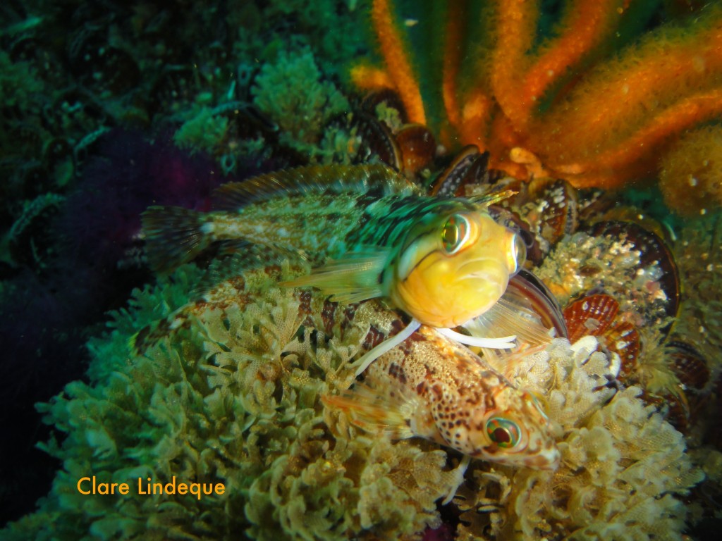 A speckled klipfish