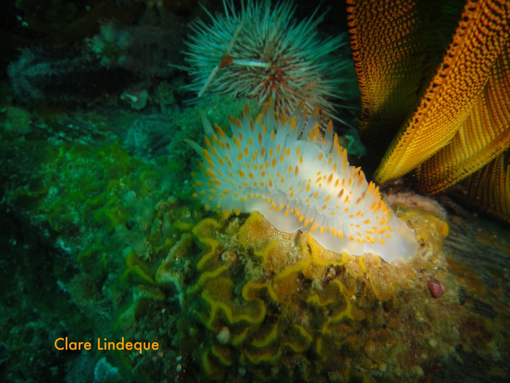 Orange gas flame nudibranch