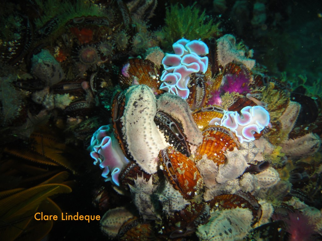 Frilled nudibranchs