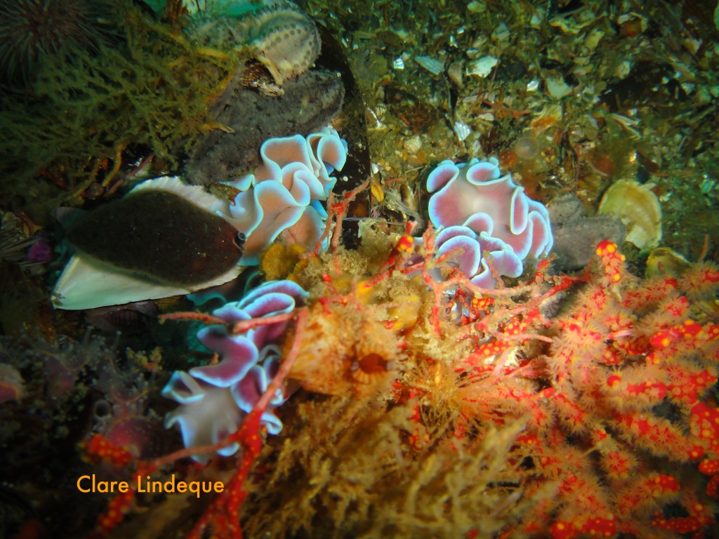 A gathering of frilled nudibranchs